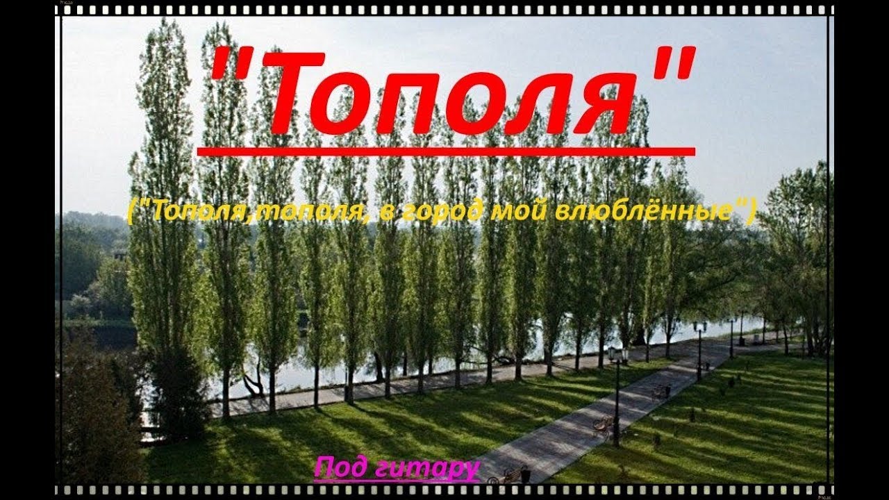 Тополя грузины. Тополя тополя в город мой. Тополь в городе. Тополя в город мой влюбленные. Тополя песня.