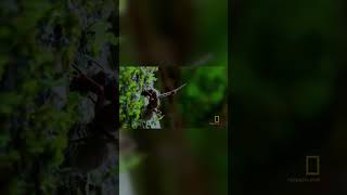 Zombie Ant Apocalypse: The Cordyceps Death Grip!