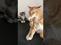 Cats caught in a silly moment | Funny cats and animals videos ep16 #cat #funnycats #catvideos