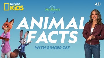 AD | Zootopia 2 Clips and Challenges! 🐰🦊🐍 | Animal Trivia, Sounds and Fun Facts! | @natgeokids