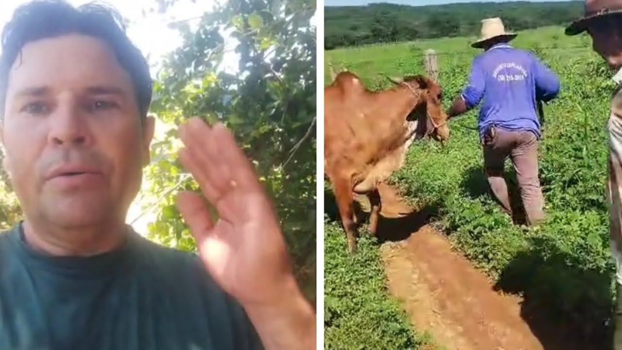 Veja só como foi a lida com  a vaca do meu pai, muito difícil. 