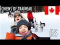 Escapade en CHIENS de TRAINEAU! Vlog voyage Canada Angie Maman 2.0