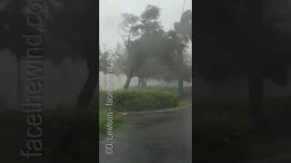 Hurricane Ian vs. Tree in Punta Gorda FL. #shorts