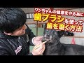 【歯ブラシの使い方】ワンちゃんの歯磨きの仕方！今回は歯ブラシの使い方についてお話します！