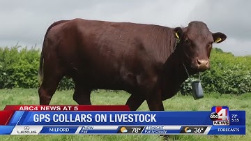 GPS Collars on Livestock