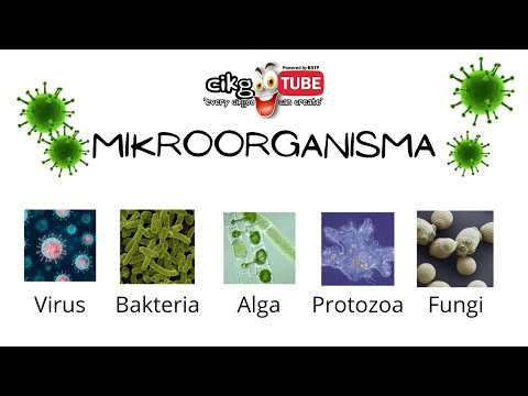 Sains Tahun 6 Mikroorganisma