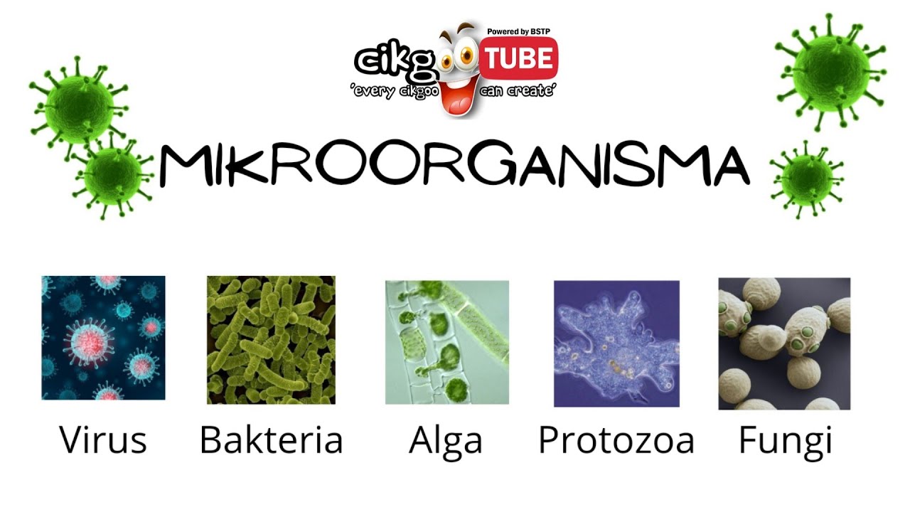 Sains Tahun 6 Mikroorganisma  YouTube