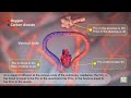 Gas Exchange and Partial Pressures - Animation