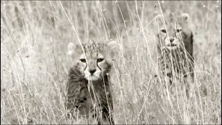 Pourquoi la mère guépard a-t-elle perdu ses bébés ? [Africa Safari Plus⁺]46