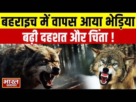 बहराइच में वापस आया भेड़िया, बढ़ी दहशत और चिंता !