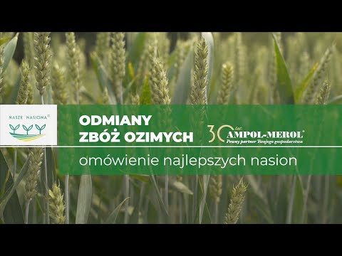 Odmiany zbóż ozimych