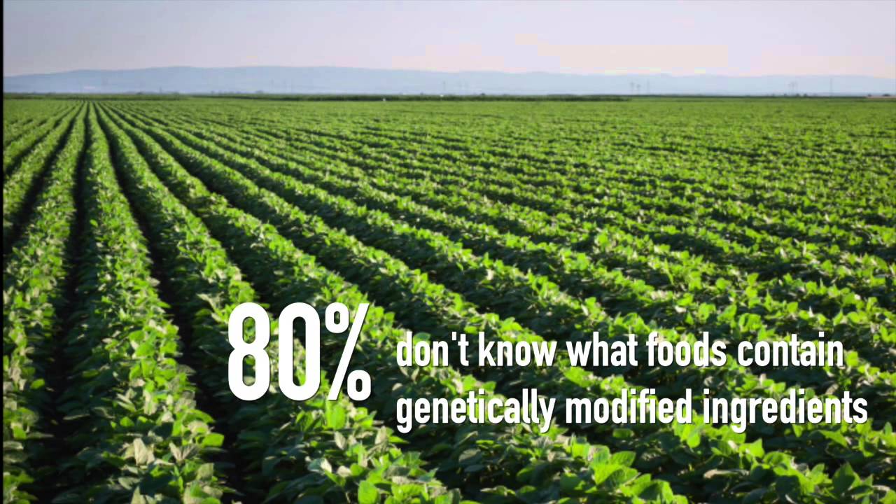 What do Floridians think about food safety and GMOs? YouTube