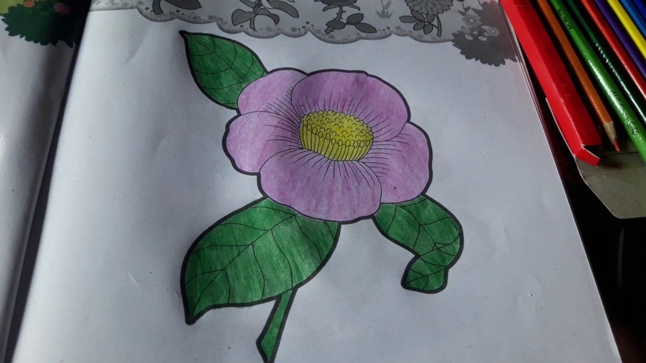 Mewarnai Bunga Kamelia | Belajar Menggambar Bunga - YouTube