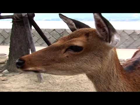 Miyajima, little deer, Japan