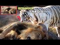 SEREMM!!! Detik2 Kawanan Singa Menyerang Raja Harimau Putih | Singa vs Harimau
