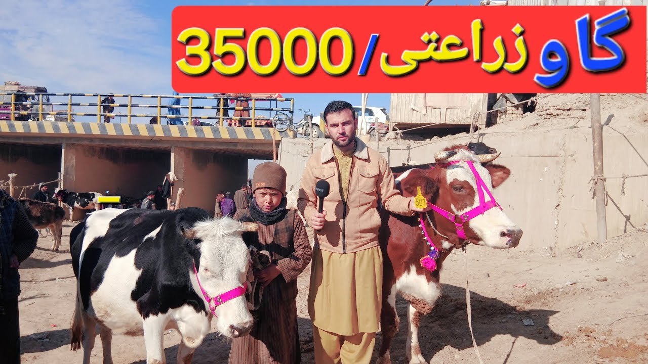 گزارش حیات الله:ازگاو های زراعتی هلندی تاجیکی ایرانی فرانسوی وطنی از 35000 هزار شروع تا 1 لگ افغانی