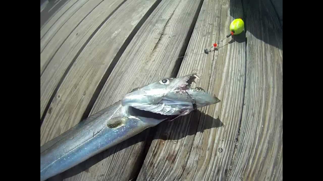 Ribbonfish...caught in the Merritt Island Wildlife Reserve, FL.. - YouTube