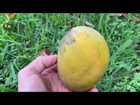 Mangos On Trees In My Yard (and my neighbors) 2022