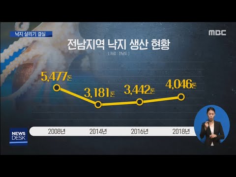 고갈 위기 낙지..최근 조금씩 살아나[목포MBC뉴스데스크]