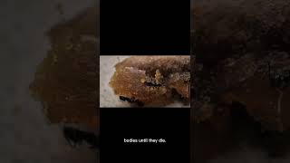 Shocking Ant Facts You Won’t Believe Are Real!