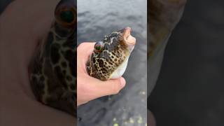 Why I DONT like pufferfish