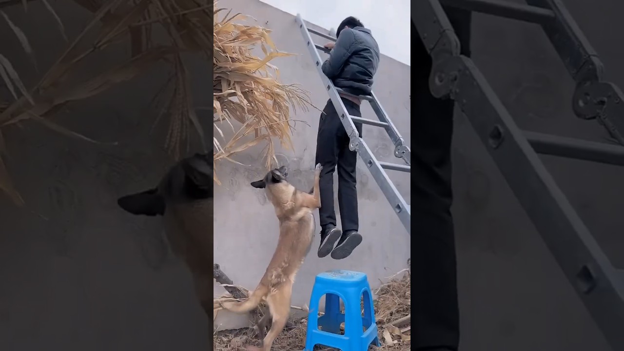 I am going to save my master from falling 