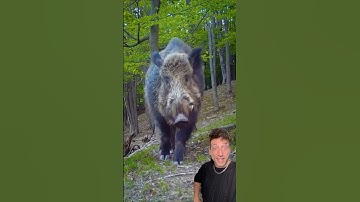 The Wild Boar is a PROBLEM