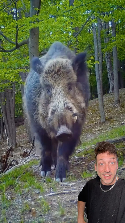 The Wild Boar is a PROBLEM