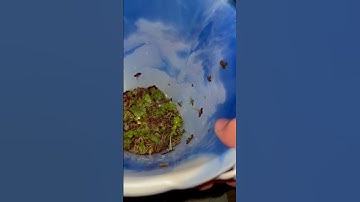 Thumbnail of Removing some duckweed then giving it to my plants #floater #fishtank #plants