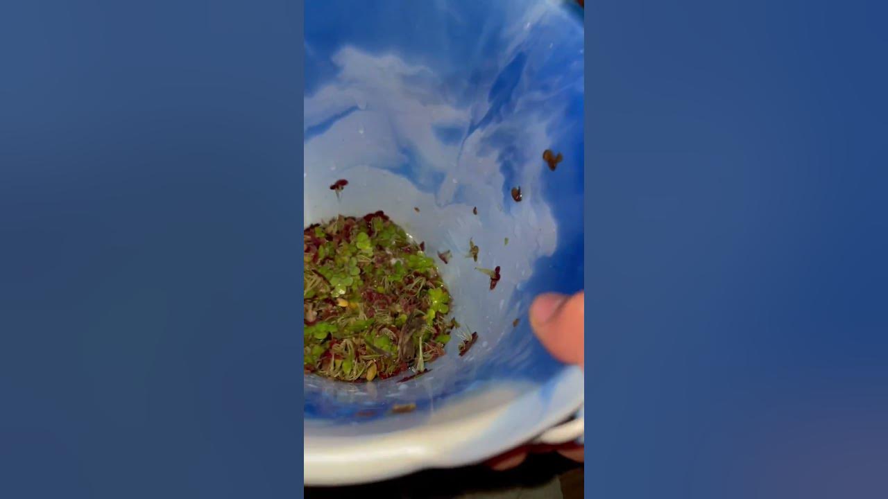 Removing some duckweed then giving it to my plants #floater #fishtank #plants