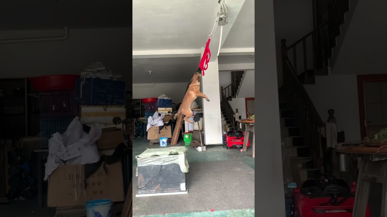 3 month old Puppy jumping 