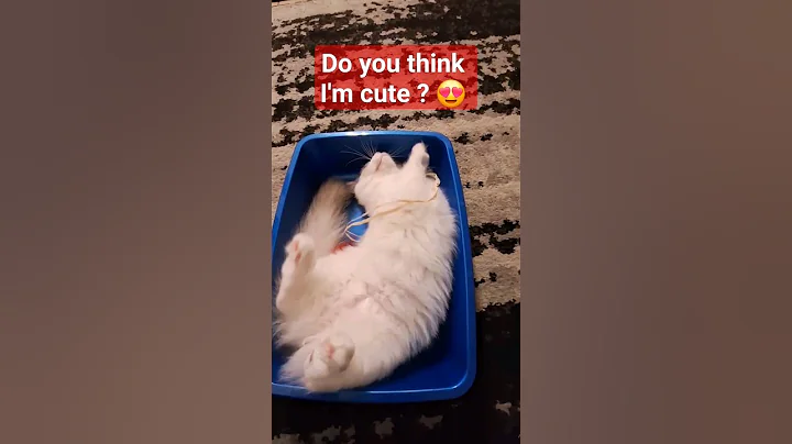 Video 4170851: ragdollkittens cat kitten, ragdollkittens funnycat, ragdollkitten cutecats