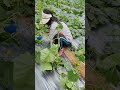 Cucumber Planting and Management#Agriculture Traffic