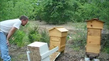 installing feral hive pt. 3  4-19-11.wmv