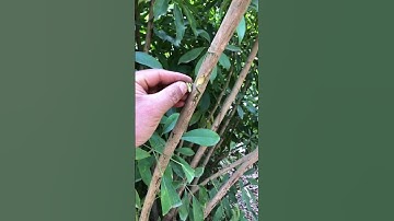 Cây thuốc Ngũ Gia Bì chân chim  chữa đau nhức xương khớp. #caythuocnam #covenduongvlogs #shorts