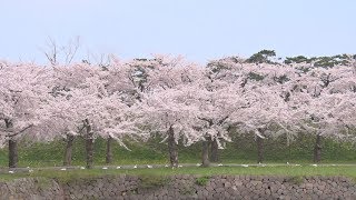 五稜郭公園で桜見頃 花見客も、市は自粛要請