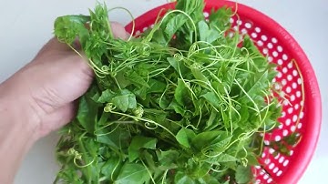 Đọt nhãn lồng lạc tiên tươi