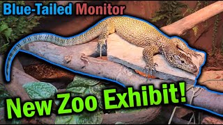 Moving our BlueTailed Monitor into the Zoo!