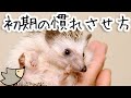 ハリネズミの初期の慣れさせ方！実際に慣れさせるときはこんな感じ！目指せ手乗りハリネズミ