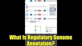 What Is Regulatory Genome Annotation? | Functional Genomics Explained