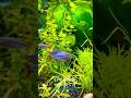 The Shifting Colors of Papua : The Rainbowfish That Shouldn’t Exist #wildlife #animals #shorts