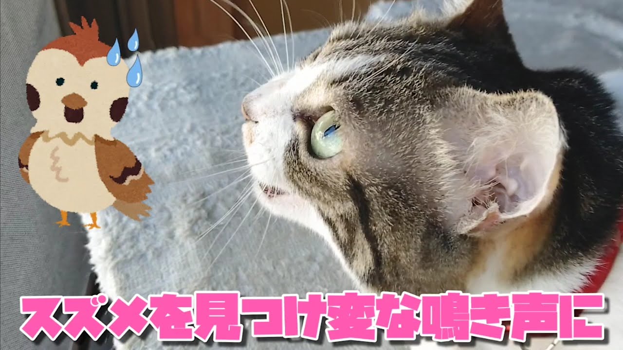 狩猟本能 スズメを発見し変な声を出すモモ姐御です 茹でた孫喰いカラス 尻尾動きすぎ猫 遊ばん犬 のっくみ亀 0917 カラス 四つ足カルテット Youtube