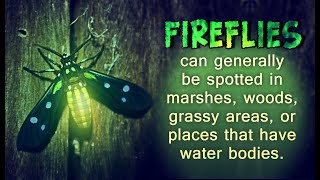 What Do Fireflies Eat
