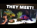 MASSIVE OSCAR FISH MEETS HUGE PEACOCK BASS!