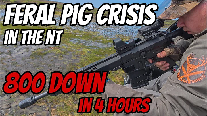 800 Feral Pigs in 4 Hours || NT Aerial Cull for Conservation || Helicopter Hog Control