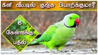 கிளி வீட்டில் குஞ்சு பொறிக்குமா? || கிளி பற்றிய 6  கேள்விகளுக்கு பதில்கள் ||