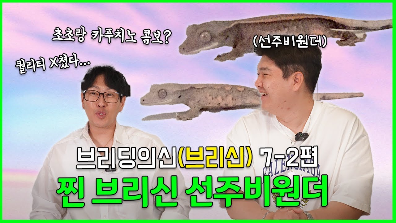 🔥전설의 초초 브리더, 선주비원더의 브리딩 꿀팁 대방출🦎 [브리신 ep.7-2]