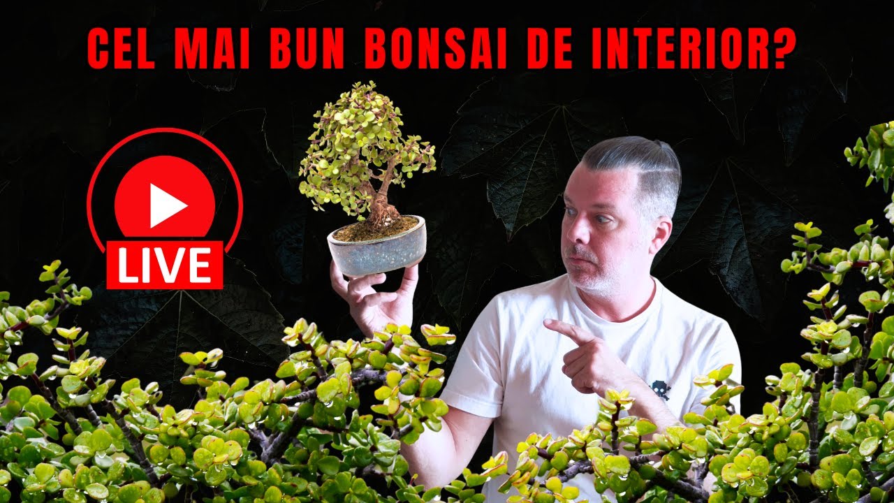 Portulacaria afra: cel mai bun bonsai de interior?