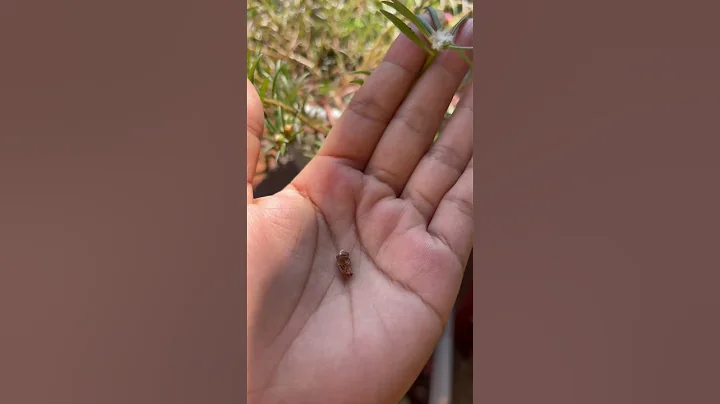 Collecting Portulaca/ Moss Rose Seeds🌱🌱#mossrose#portulaca-#seeds#youtubeshorts#shorts