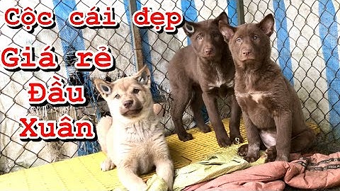 3 Con Cộc Cái đẹp 2 đỏ 1 vàng kim. Giá Rẻ Đầu Năm Khai Xuân